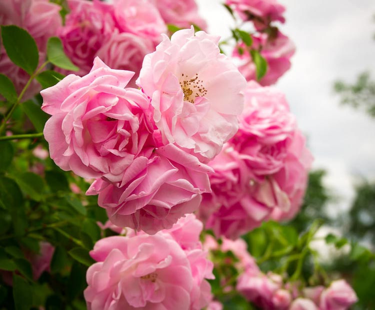 Roses, Red Roses, Pink Roses, Red Rose, White Roses, Rose Bushes, Heirloom Roses, Pink Rose, Rose flower, English Roses, Garden Roses, Rose Plants, David Austin Roses