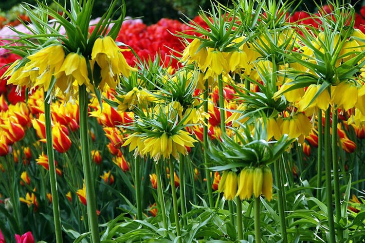 Fritillaria Imperialis, Crown Imperial, Spring bloom, Fritillaria Lutea Maxima, Fritillaria Rubra Maxima, Fritillaria persica, Fritillaria Meleagris, Persian Bell, Snake's Head Fritillaria