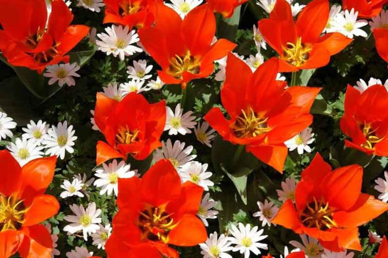 Tulipa Red Riding Hood, Tulip 'Red Riding Hood', Greigii Tulip 'Red Riding Hood', Greigii Tulips, Spring Bulbs, Spring Flowers, Tulipe Red Riding Hood, Tulipes Greigii, Red tulips