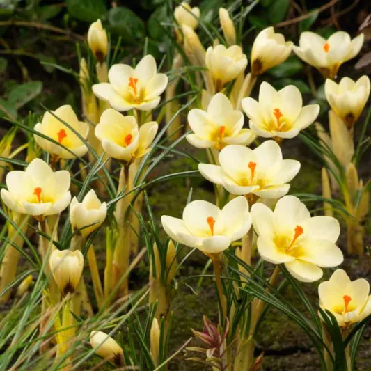 Crocus 'Cream Beauty', Crocus Chrysanthus Cream Beauty, Snow Crocus Cream Beauty, Snow Crocus, Botanical Crocus, Spring Bulbs, Spring Flowers, Early spring bulb