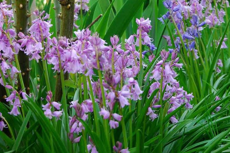 Hyacinthoides Hispanica 'Dainty Maid', Spanish Bluebells 'Dainty Maid', Wood Hyacinth 'Dainty Maid', Scilla hispanica 'Dainty Maid', Scilla Campanulata 'Dainty Maid', Endymion Hispanicus 'Dainty Maid', Pink Flowers,
