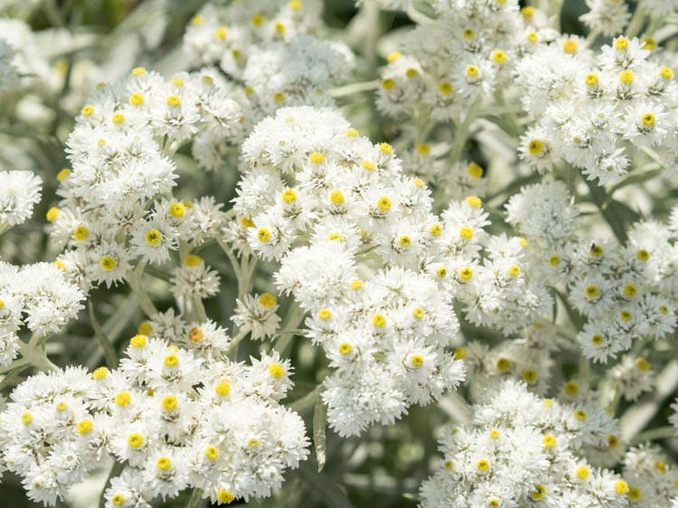 Anaphalis Margaritacea, Pearly Everlasting, wild flower, white flowers,American cudweed,cottonweed,Indian posy,lady-never-fade,lady's tobacco,life everlasting,moonshine,none-so-pretty,pearl c