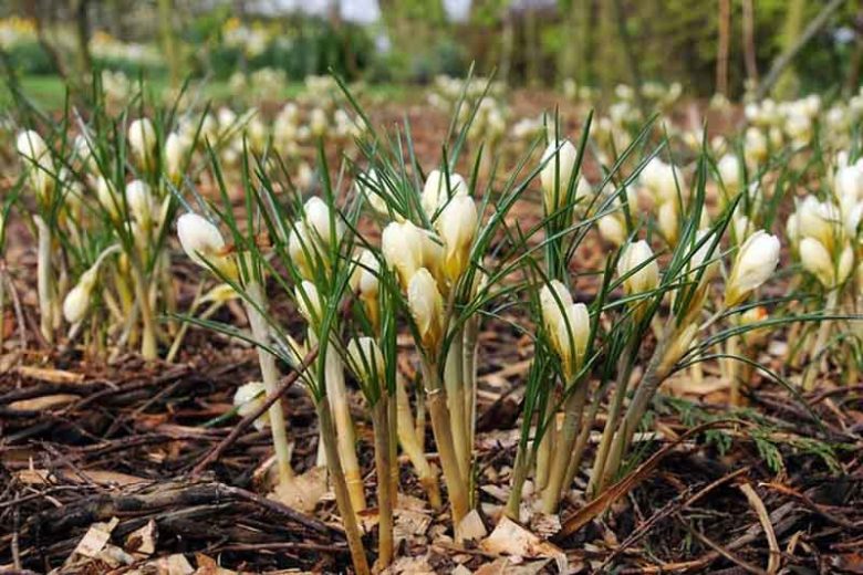 Crocus 'Snow Bunting', Crocus Chrysanthus 'Snow Bunting',Crocus Chrysanthus, Crocus 'Snow Bunting', Snow Crocus, Botanical Crocus, Spring Bulbs, Spring Flowers, White Crocus, Early spring bulb