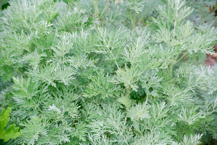 Artemisia, mugwort, wormwood, sagebrush, foliage plant, silver foliage, evergreen perennial, evergreen shrub, drought tolerant perennial, Dry soil perennial
