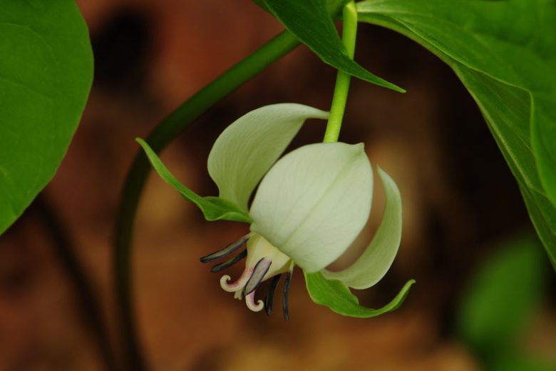 Trillium flexipes, Nodding Wakerobin, White Wakerobin, Trillium erectum var. blandum