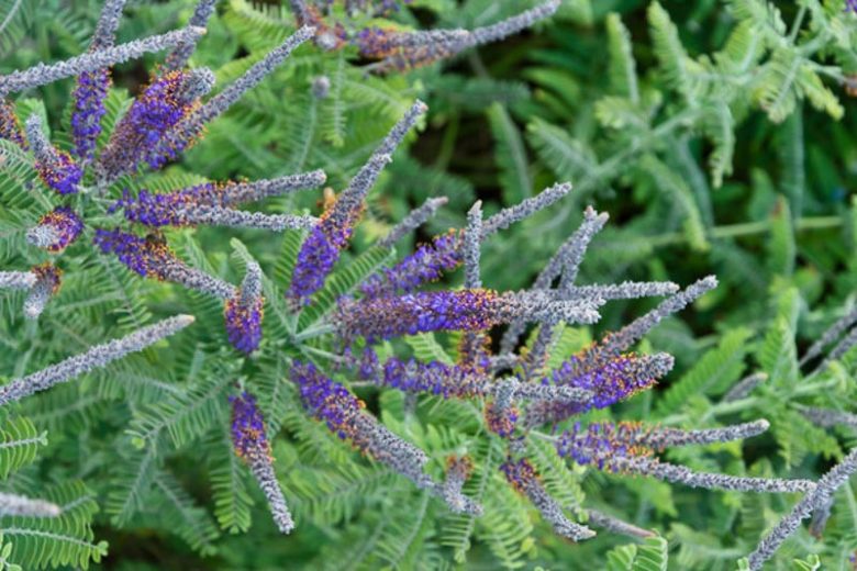 Amorpha Canescens, Lead Plant, Purple flowers, Drought tolerant shrub, Summer blooms, purple flowers, false indigo
