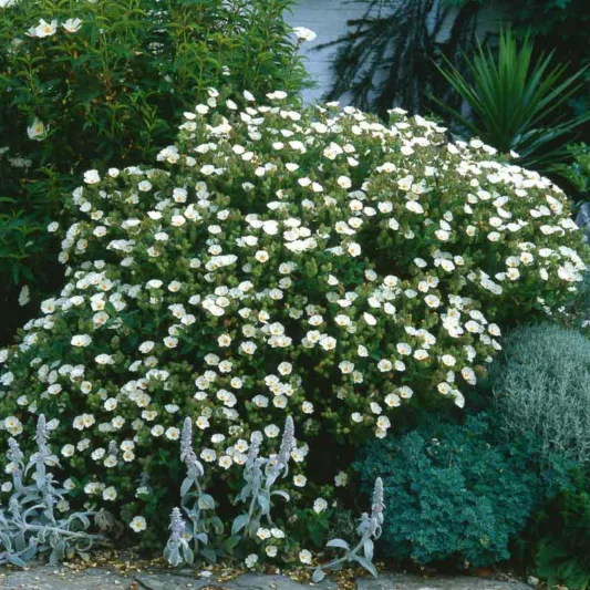 Cistus florentinus, Florentine Rockrose, Florentine Rock Rose, Mediterranean plants, Mediterranean shrubs, white flowers