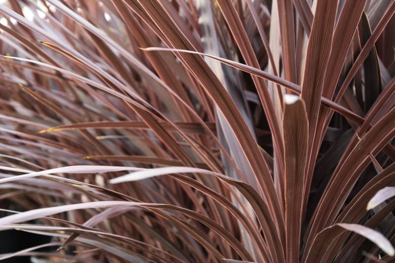 Cordyline australis 'Red Star',Cabbage Palm 'Red Star', Cabbage Tree 'Red Star', New Zealand Cabbage Palm 'Red Star', New Zealand Dragon Plant 'Red Star', Palm Lily 'Red Star', Red Grass Palm, Red Cordyline