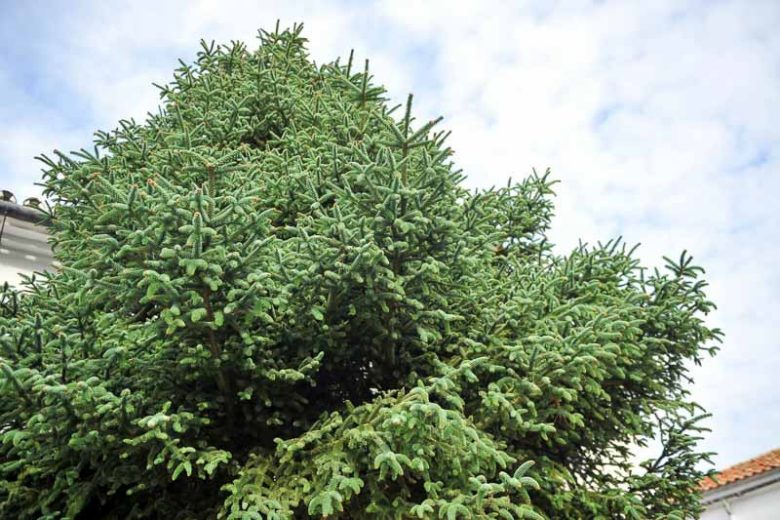 Abies pinsapo, Spanish Fir, Hedgehog Fir, Spanish Silver Spruce, Evergreen Conifer, Evergreen Shrub, Evergreen Tree