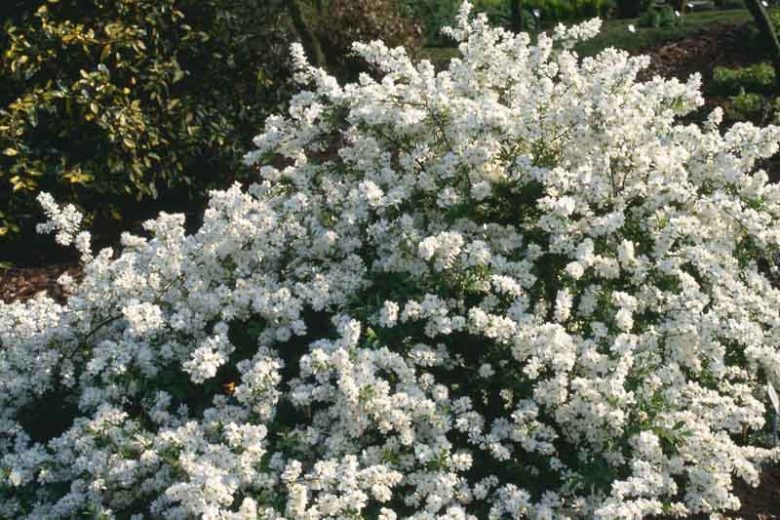 Exochorda x macrantha 'The Bride', Pearlbush 'The Bride', Shrub, Flowering Shrub, White Flowers