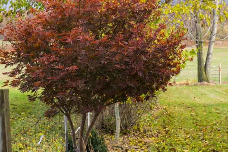 Acer palmatum 'Sumi-Nagashi', Japanese Maple 'Sumi-Nagashi', Acer palmatum 'SumiNagashi', Japanese Maple 'SumiNagashi', Red Acer, Red Japanese Maple, Red leaves