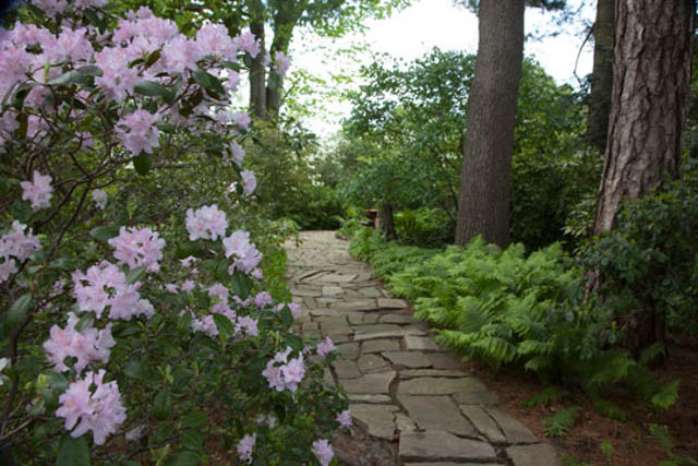 Rhododendron 'Windbeam', 'Windbeam' Rhododendron, 'Windbeam' Azalea, Deciduous Azalea, Early Midseason Azalea, Pink Azalea, Pink Rhododendron, Pink Flowering Shrub