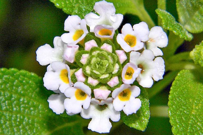 Lantana involucrata, Buttonsage, Button-Sage, Wild Sage, White Lantana,  White flowers