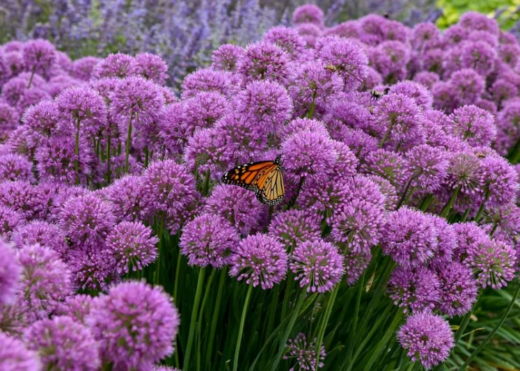 Allium 'Serendipity', Ornamental Allium, Purple flowers, Summer Purple Flowers