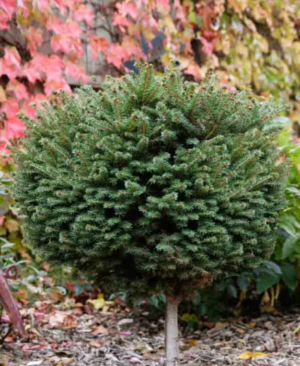 Picea abies 'Witches' Brood', Norway Spruce Witches' Brood, Witches' Brood Norway Spruce, Evergreen Conifer, Evergreen Shrub, Evergreen Tree