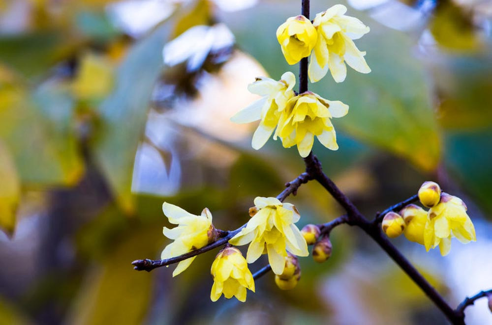 Chimonanthus, Chimonanthus praecox, Wintersweet, Large-Flowered Wintersweet', Yellow Flowers,  Winter Flowers, Fragrant flowers