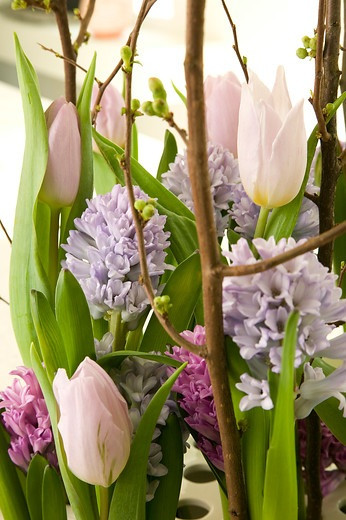 Hyacinthus 'Anna Liza',Hyacinthus 'City of Bradford',Tulip 'Candy Prince'