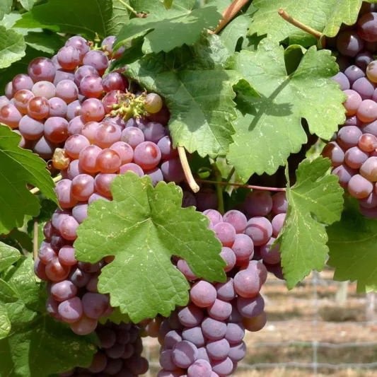 Vitis Vinifera 'Purpurea', Grape Vine, Teinturier Grape, Grape Vines, Fall color, Purple foliage, Vitis coignetiae, Seedless Grapes, Vitis Labrusca