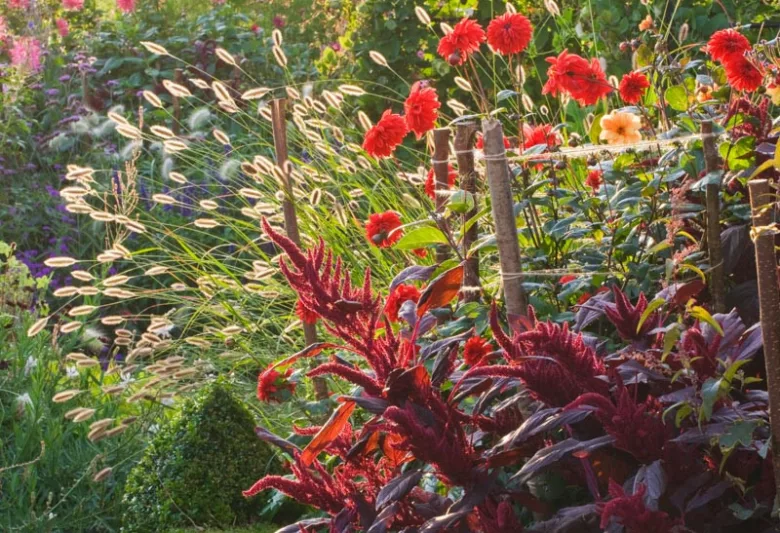 summer Border, Pennisetum thunbergii 'Red Buttons', Red Buttons Fountain Grass, Pennisetum 'Red Buttons', Thunberg's Fountain Grass, Ornamental Grasses