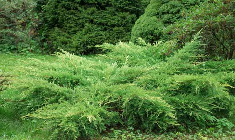 Juniperus, Juniper, Creeping Juniper, Chinese Juniper,Irish Juniper, Shore Juniper, Flaky Juniper, Juniperus communis, Juniperus horizontalis, Juniperus squamata, evergreen shrubs, evergreen
