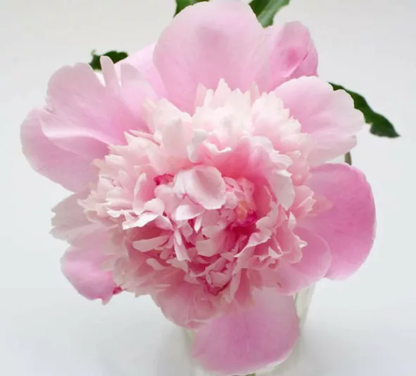 Paeonia Lactiflora 'Sorbet', Peony 'Sorbet', 'Sorbet' Peony, Chinese Peony 'Sorbet', Common Garden Peony 'Sorbet'', Pink Peonies, Pink Flowers, Fragrant Peonies