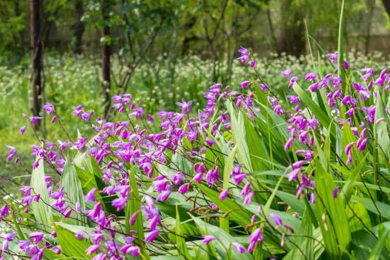 Bletilla striata,Hardy Orchid, Chinese Ground Orchid, Hyacinth Orchid , Lavender flowers, Purple flowers, perennials for shade,Bletilla hyacinthina