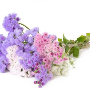 Ageratum, Ageratum houstonianum, Floss Flower, Ageratum Flower, Ageratum conyzoides, Ageratum Blue Horizon