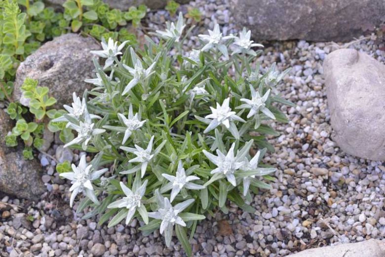Leontopodium alpinum, Edelweiss, Alpine Snow Flower, Leontopodium nivale subsp. alpinum, Gnaphalium leontopodium