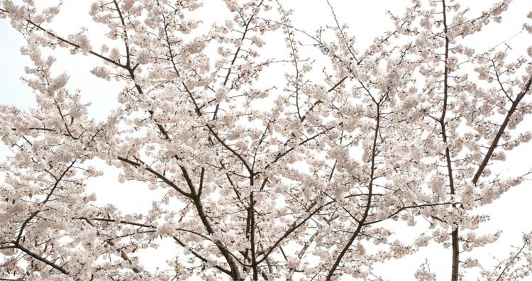 Prunus × yedoensis 'Somei-Yoshino', Japanese Flowering Cherry 'Somei-Yoshino', Yoshino Cherry, Potomac Cherry, Tokyo Cherry, Flowering Shrub, White flowers