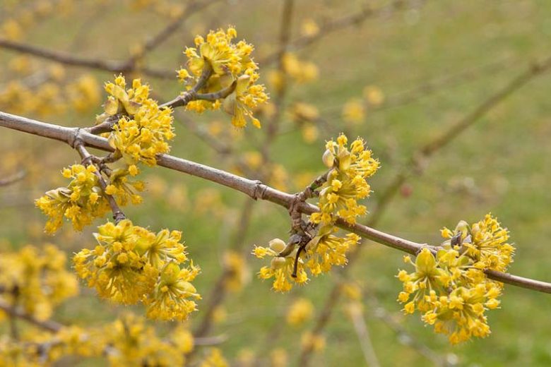 Cornus mas, Cornelian Cherry, Cornel, Sorbet  Edible Dogwood, Yellow Flowers,  Winter Flowers
