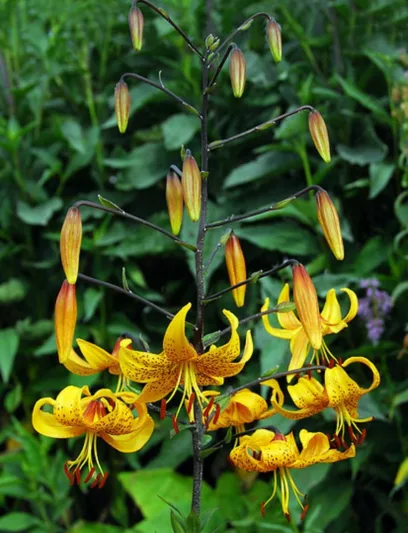 Lilium Leichtlinii, Leichtlins' Lily, Species & Cultivars of Species Group, Summer flowering Bulb, Yellow Lilies, Lily flower, Lily Flower