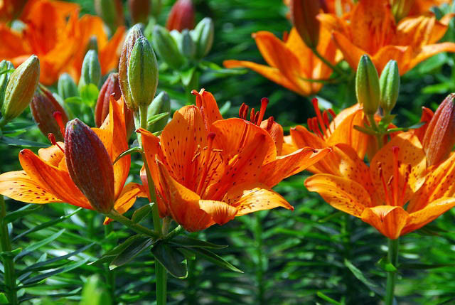 Dwarf asiatic Lilies, Pixie Lilies, Dwarf Lilies, Asiatic Hybrids lilies Group, Summer flowering Bulb, early flowering lilies, orange lilies, pink lilies, yellow lilies