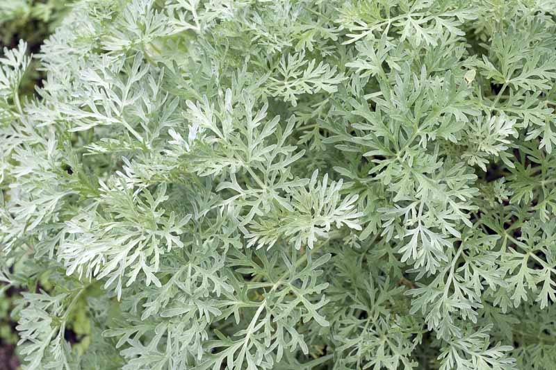 knautia plant Knautia macedonica, Pincushion Flower – Dancing Oaks Nursery and Gardens main image 1