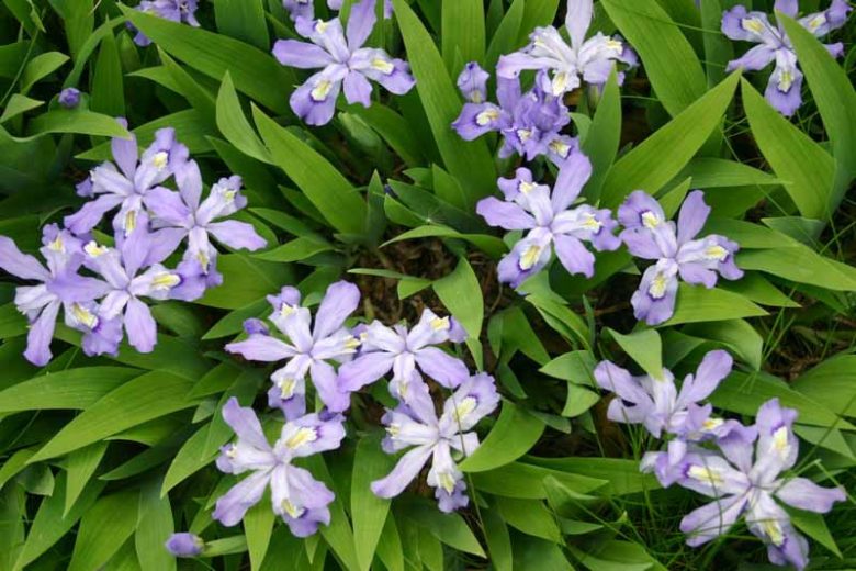 Iris cristata, Dwarf Crested Iris, Lady's Calamus, Lavender Flowers, Bicolor Iris, Bicolor Flowers, Groundcover Iris