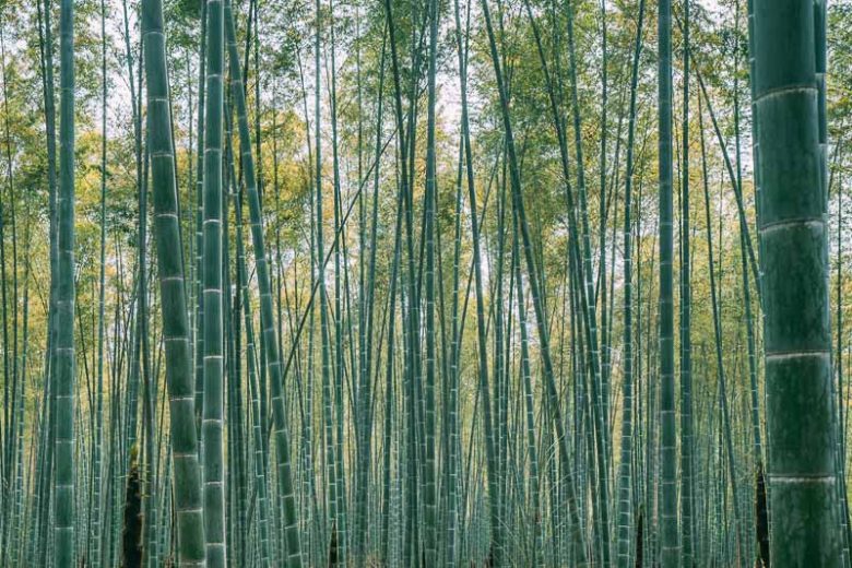 Phyllostachys edulis, Moso Bamboo, Phyllostachys pubescens, Running Bamboo, Evergreen Bamboo, Shade plants, shade perennial, plants for shade, plants for wet soil