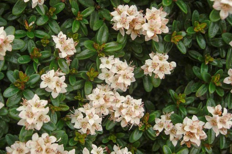 Kalmia buxifolia, Sandmyrtle, Sand Myrtle, Dendrium buxifolium, Leiophyllum buxifolium,, Flowering shrub, evergreen shrub, White flowers