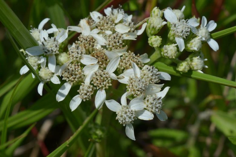 Verbesina virginica, Frostweed, White Crownbeard, Iceplant, Iceweed, Virginia Crownbeard, Indian Tobacco, Richweed, Squawweed, White Flowers, White Perennials