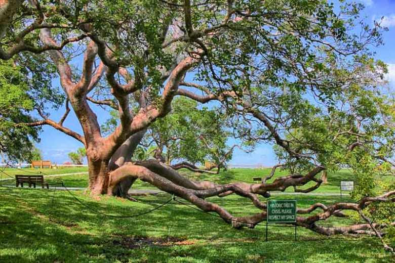 Bursera simaruba, Gumbo Limbo, Gumbo-limbo, Elaphrium simaruba, Pistacia simaruba, Florida Native Plant, Red Bark Tree