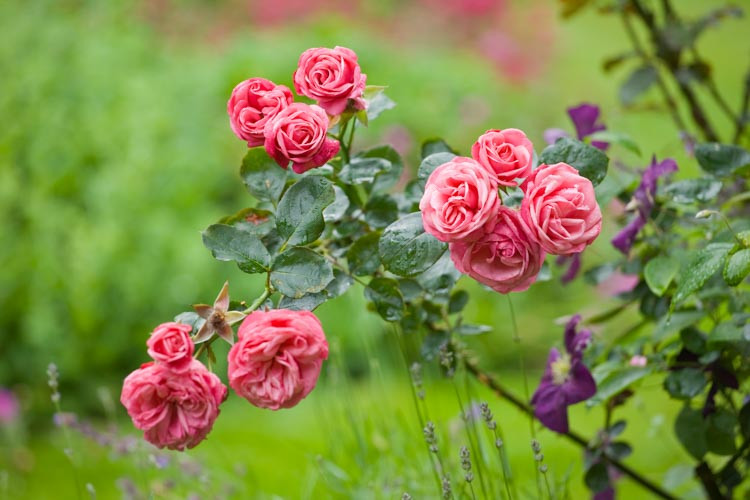 Rose 'Pink Perpetue', 'Pink Perpetue', Rosa 'Pink Perpetue', Climbing Rose 'Pink Perpetue', Climbing Roses, Large Flowered Climbing Rose, Floribunda Roses, Pink roses, fragrant roses