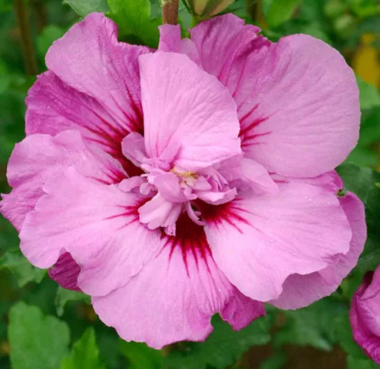 Hibiscus syriacus First Editions® Tahiti™, Rose of Sharon First Editions® Tahiti™, Shrub Althea First Editions® Tahiti™, Flowering Shrub, Pink flowers, Pink Hibiscus