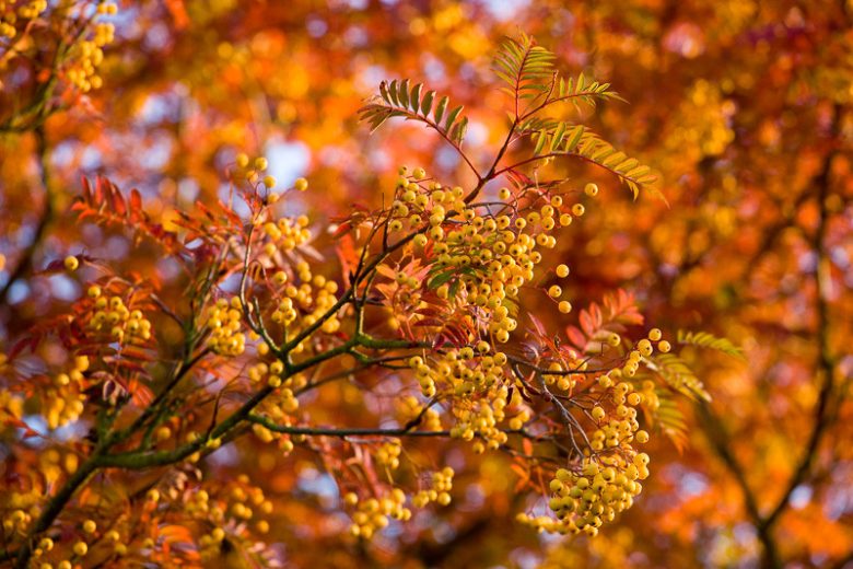 Sorbus 'Joseph Rock', Mountain Ash 'Joseph Rock', Small Tree, Yellow fruit, Yellow berries, Winter fruits, Fall Foliage