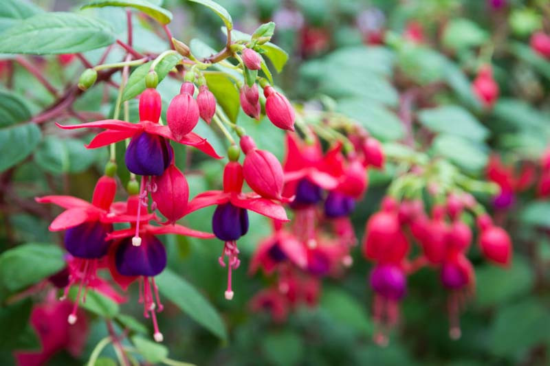 Fuchsia, Hardy Fuchsia, Fuchsia magellanica, Flowering Shrub, Red Flowers, Purple Flowers, Pink flowers
