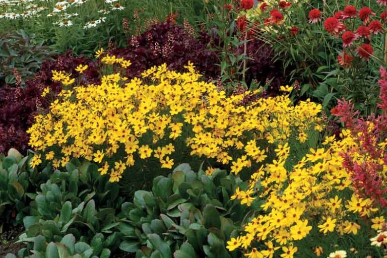 Coreopsis 'Imperial Sun', Tickseed Imperial Sun, Drought tolerant plants, Yellow coreopsis, Drought tolerant flowers, Summer flowers