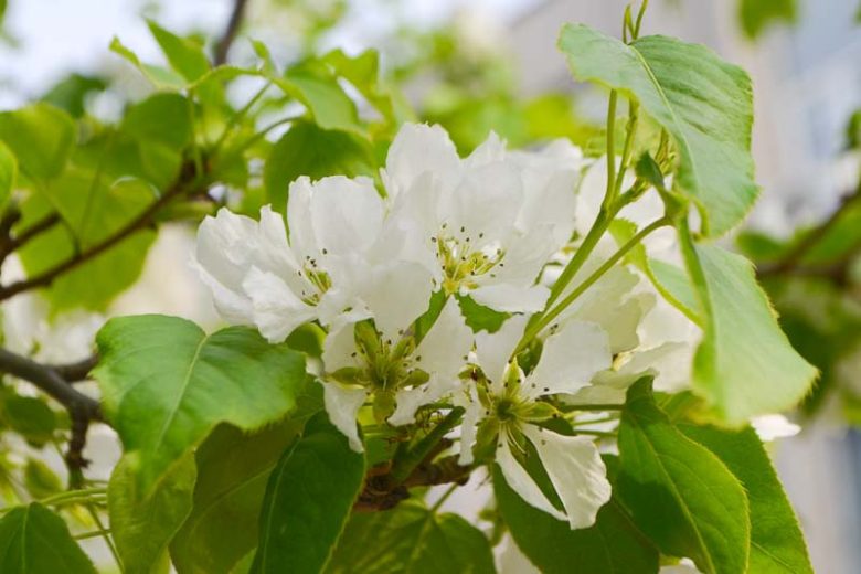 Castanea mollissima, Chinese Chestnut, White Flowers, Chestnut
