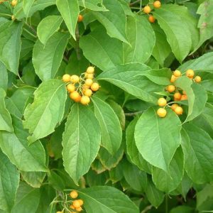 Celastrus scandens, American Bittersweet, Bittersweet, Climbing Bittersweet, False Bittersweet, Shrubby Bittersweet, Waxwork, Orange Vines, Orange Berries
