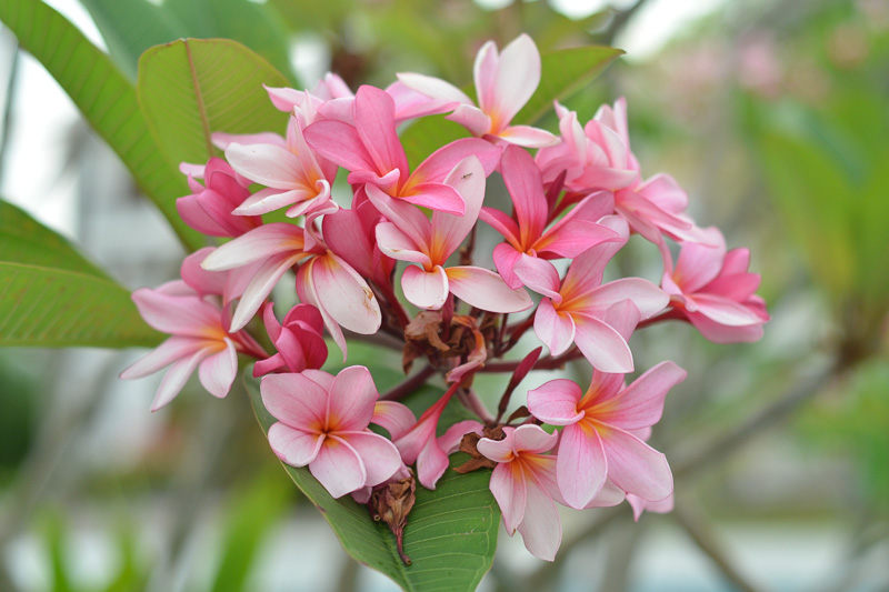 Plumeria, Frangipani, Plumeria flowers, Plumeris Care