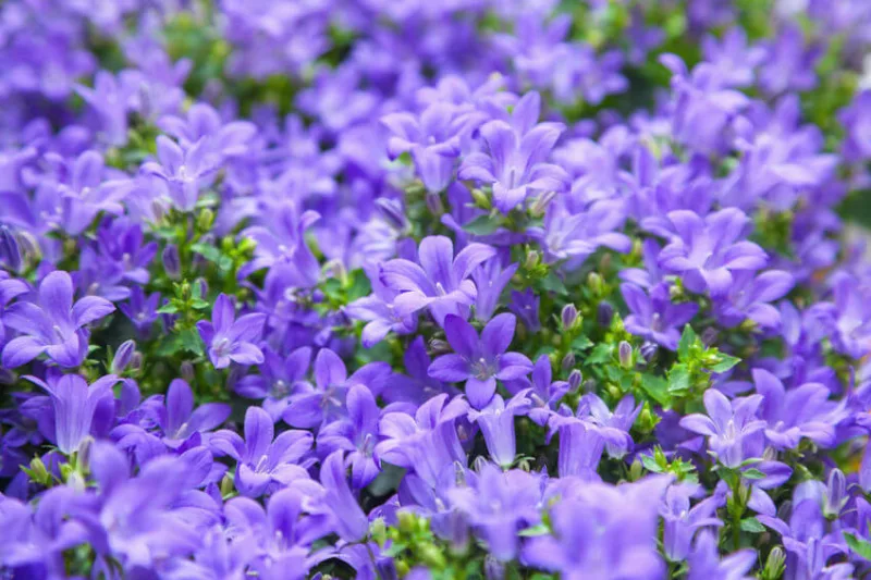 Campanula portenschlagiana, Dalmatian Bellflower, Wall Bellflower,  Adria Bellflower, Campanula muralis, Violet flowers, Purple flowers, Lavender flowers, groundcover