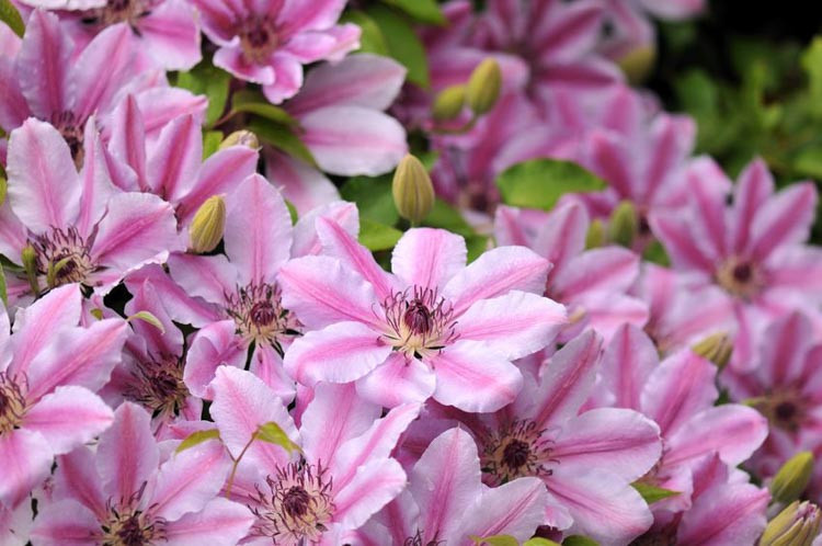 Clematis, Large-Flowered Clematis, Small-Flowered Clematis, Pink Clematis, Purple Clematis, Blue Clematis, Bi-color Clematis, Clematis Vine, Clematis Plant, Flower Vines, Clematis Flower, Cle