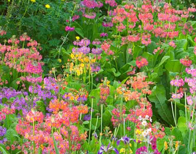 Primula Beesiana, Primrose, Candelabra Primrose, Candelabra Primula, Bee's Primrose, Shade plants, shade perennial, plants for shade, plants for wet soils