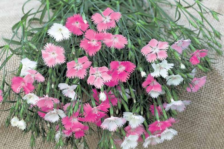 Dianthus First Love, Cheddar Pink First Love, Clove Pink First Love, Pink Dianthus, Pink Flowers
